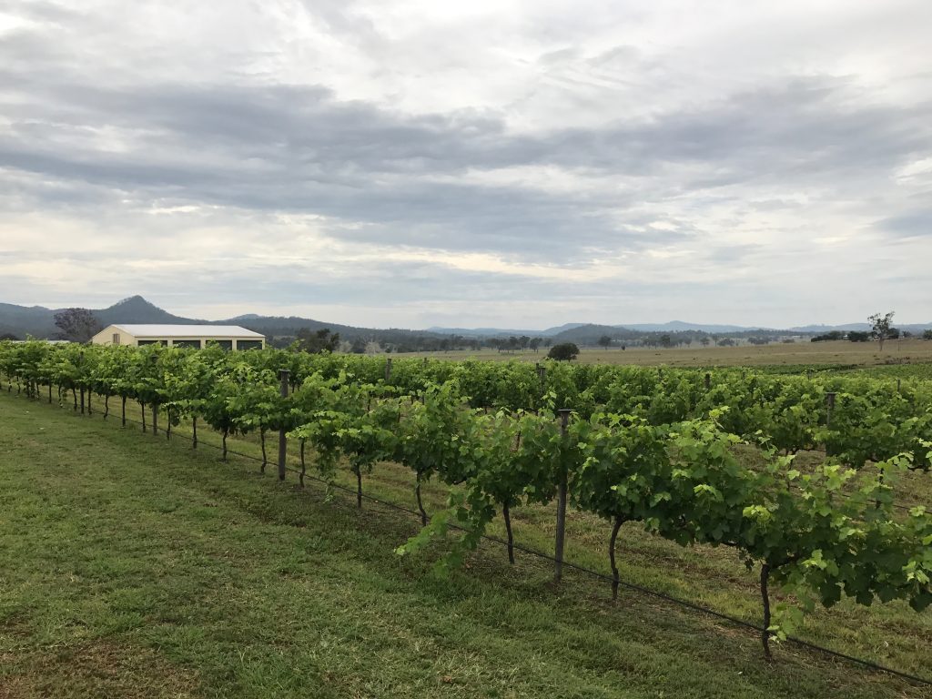 Vineyard & shed